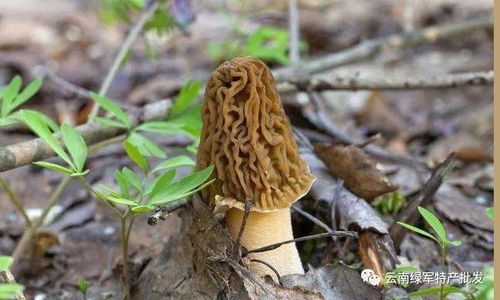 新鲜羊肚菌图片，新鲜羊肚菌的做法