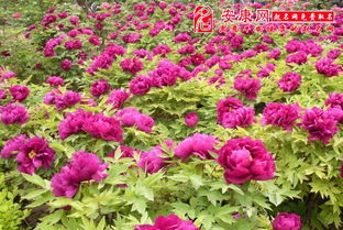 梦到好多花朵生了儿子啥意思，梦到好多花朵生了儿子怎么回事