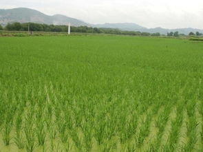 禾是什么意思，取名为禾苗的寓意