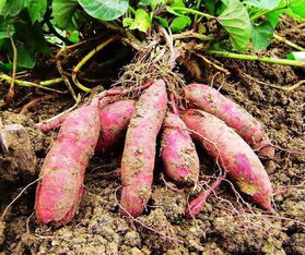 怎样种红薯苗视频，怎样种红薯结得多又大