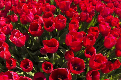 沙漠玫瑰什么时候开花，茉莉花在什么时候开花