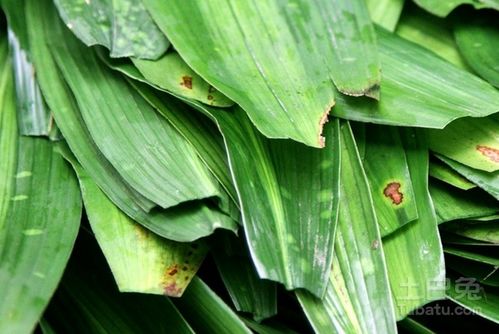 粽子叶是什么垃圾，北方粽子叶是什么叶子