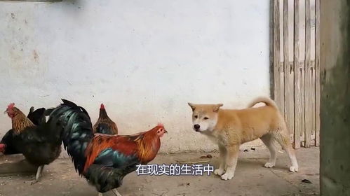 鸡犬什么四字词语，鸡犬什么生肖
