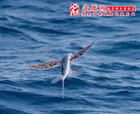 梦见鱼在天上飞又掉下来是什么意思，梦见鱼在天上飞然后就下非常大的雨