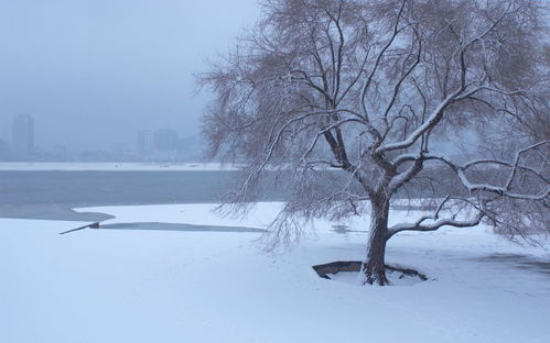 有关冬天的诗句古诗，有关冬天的诗句六年级