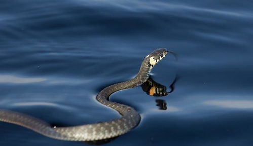 感情上一朝被蛇咬十年怕井绳，铁树开花形容人是什么意思