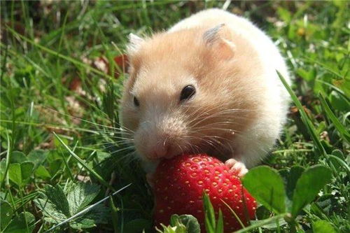 梦见家里出现老鼠预示发财，老鼠招财还是破财