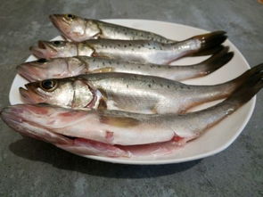 鲈鱼的做法清蒸鲈鱼的做法，鲶鱼的做法家常做法