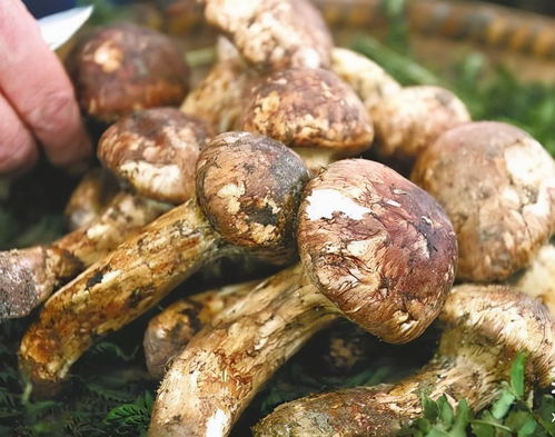 松茸图片大全，松茸图片大全大图 野生