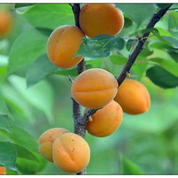 杏拼音怎么拼写，查拼音汉字