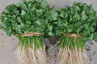 香菜煮水洗脸真的可以祛斑吗?，女人吃香菜有什么好处和坏处