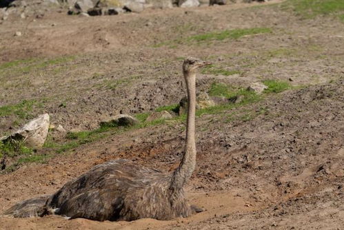 鸵鸟把头埋进沙子里是什么意思，鸵鸟把头埋进沙子的寓言故事