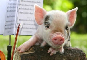 梦到小猪是什么预兆呢，梦到小猪是什么预兆周公解梦