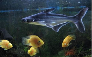 虎鲨观赏鱼吃什么，虎鲨观赏鱼好养吗