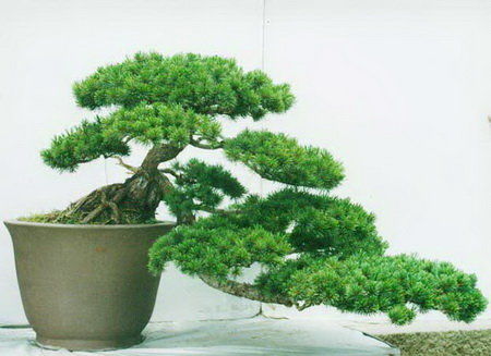 罗汉松盆栽放家里好不好，罗汉松盆栽多久浇一次水