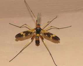 蜘蛛是昆虫吗，苍蝇是昆虫吗