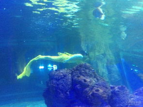 重庆海底世界在哪个位置，重庆海底世界哪个好玩