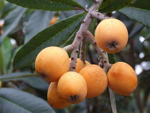 为什么说枇杷树是凶树，枇杷是几月份成熟的果子