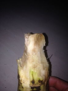 甘蔗中间发黑是冻了吗能吃吗，甘蔗表面发黑