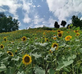 微风拂面,浅浅至极的意思是什么，微风拂面的唯美句子