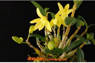 哪些人不适合吃石斛粉，什么人群适合吃石斛