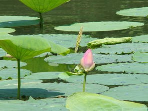 拂是什么意思，强风吹拂是什么意思