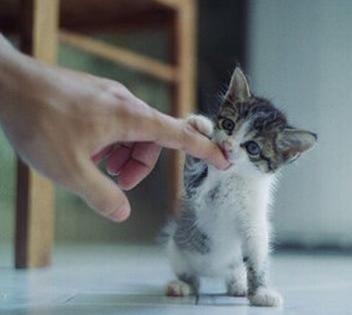 梦见被猫咬手是什么意思，梦见被猫咬手出血了是什么意思