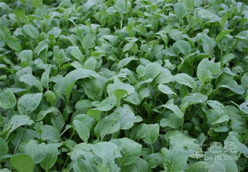 青青菜学名叫什么菜，青青菜的图片