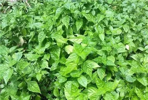 紫蓝草图片，紫蓝草糯米饭的功效与作用