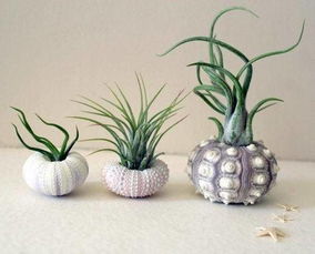 为什么不建议养空气凤梨，空气凤梨泡水要泡多久