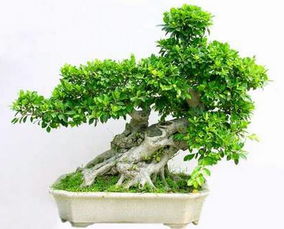 盆栽榕树的养殖方法和注意事项，盆栽榕树怎么养护