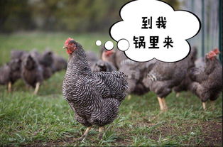 芦花鸡养殖成本及利润，芦花鸡养殖基地