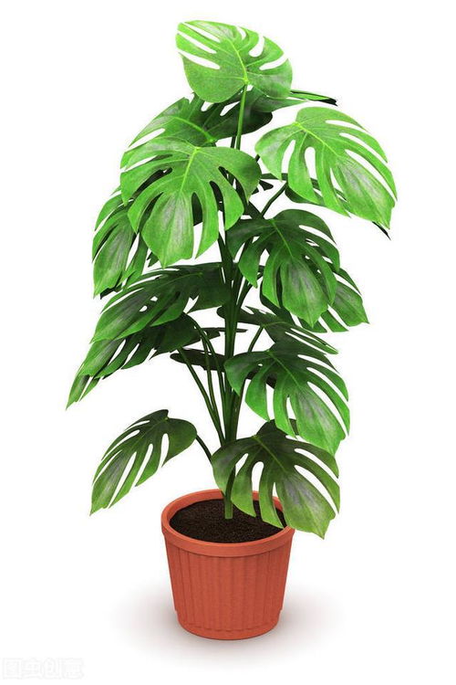 龟背竹怎么养老桩，龟背竹怎么养得粗壮