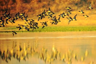 徙的意思和拼音，徙的意思解释