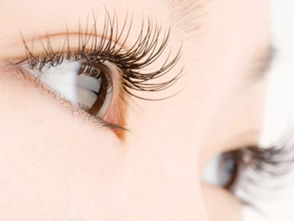 嫁接睫毛的图片，嫁接睫毛的方法和技术