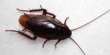 蟑螂咬人吗?咬人后什么样子?，蟑螂咬人吗咬完症状图片