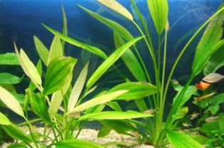 海草的作用和功效禁忌，海藻的功效与作用