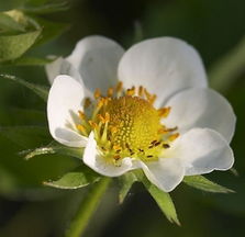 梦见开花了是什么意思?，梦见开花了是什么意思周公解梦