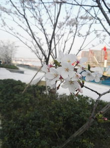 宁波樱花公园，宁波樱花园小区