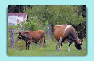 纯纯的牛马是啥梗及出处介绍，小牛马什么梗