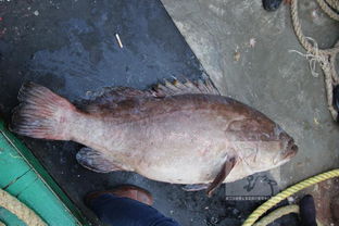 大石斑鱼多少钱一斤，大石斑鱼龙趸