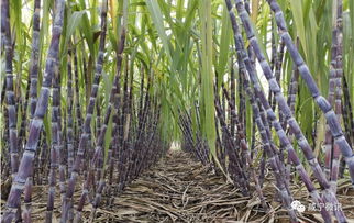 一根甘蔗多少斤左右多少钱，一根甘蔗多少斤左右啊