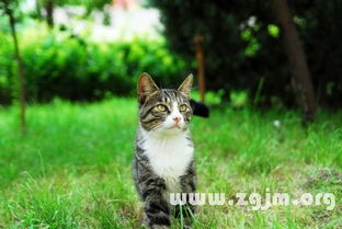 梦见一只猫是什么预兆，梦见一只猫跟我很亲近很亲热