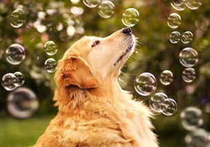 宠物狗智商排名前十，宠物狗智商排名前100