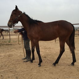 龙妈和马王分别在第几集