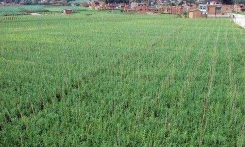 亩换算公顷的公式，平方米换算公顷