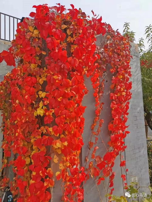 超短融资期限，超短融是什么意思