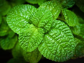 薄荷叶怎么吃，薄怎么读