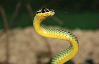 女人梦见蛇咬自己是什么预兆，做梦梦见自己被蛇咬了是什么意思