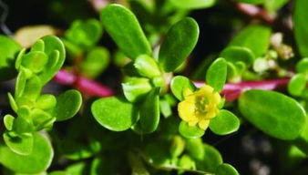 马齿苋白发变黑发真的吗，马齿苋白发变黑发